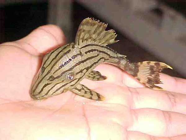 L027 Brazilian Platinum Royal Pleco - 2-3 inch L027 Brazilian Platinum Royal Pleco - 2-3 inch
